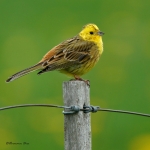 20220509 Goldammer 4 1 DSC08389.jpg